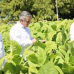 Tabaco dominicano llega a 148 países informó Intabaco