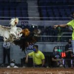 Buscan en las profundidades de un lago de Filipinas a 34 apostadores en peleas de gallos ejecutados por policías corruptos