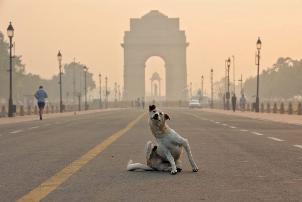 La ‘caza’ de los perros callejeros de Nueva Delhi
