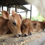 PROMEGAN transforma la ganadería dominicana con más de 21,000 productores beneficiados